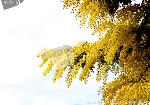 Image of Flowering Yellow Mimosa