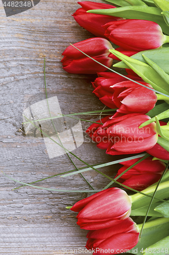 Image of Red Spring Tulips