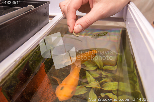 Image of Feeding aquarium fish with dry large food