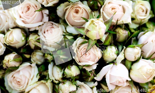 Image of Pastel Pink Tea Roses Background