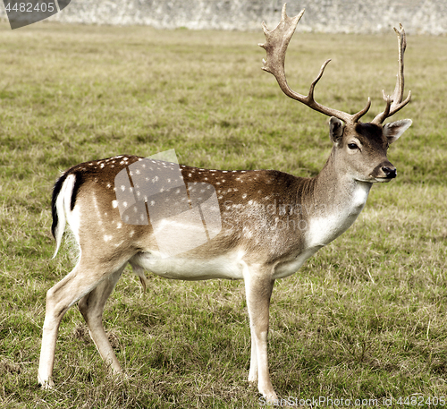 Image of Fallow Deer on Meadow