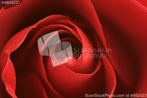 Image of Red Rose Background