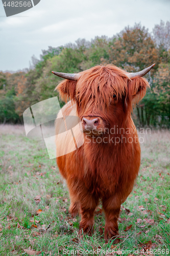 Image of Scottish Highland Cow