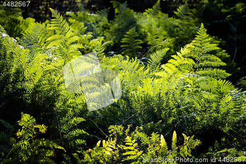 Image of Green fern leaves in sunlight.