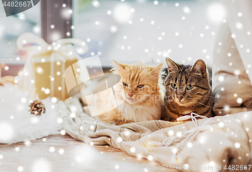 Image of cats lying on windowsill with blanket at christmas