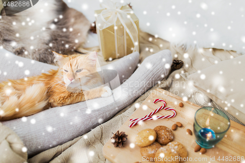 Image of red cat lying on owner feet in bed at christmas