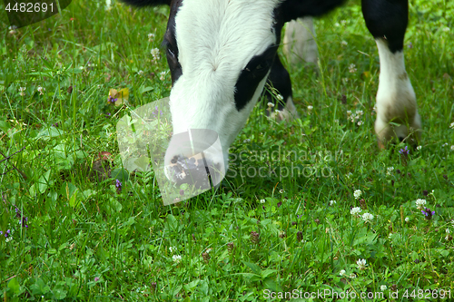 Image of cow on meadow closeup