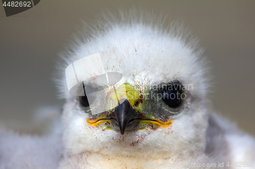 Image of Look into the eyes of predator. Portrait of Rough-legged Buzzard chick closeup