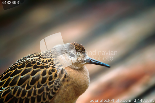 Image of Weakened bird flight sea and sat on deck of ship.