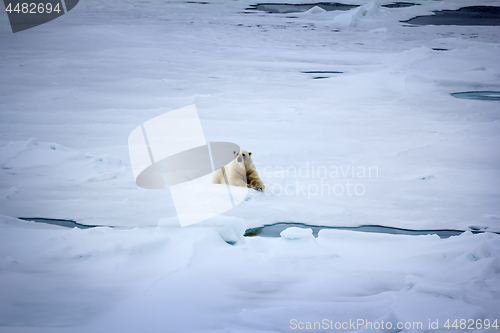 Image of Polar bear near North pole (86-87 degrees north latitude)