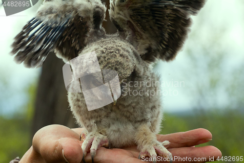 Image of Little fluffy chick owl is located on human hand