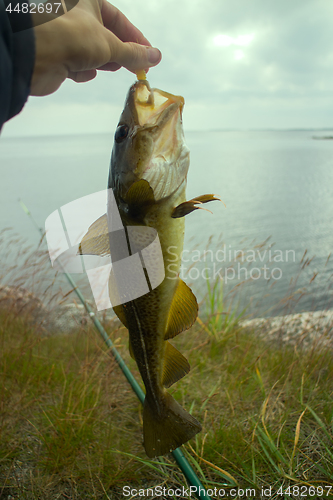 Image of cod on fishing-rod on background of sea