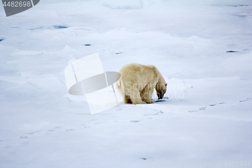 Image of polar bear near North pole. Hunting behavior