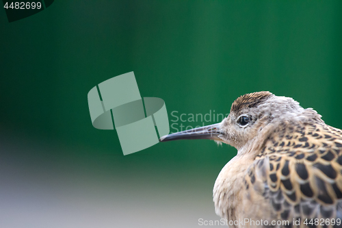 Image of Weakened bird flight sea and sat on deck of ship.