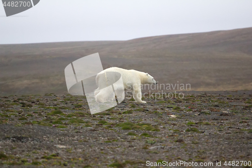 Image of Unusual circumstances: polar bear remained in continental polar desert summer