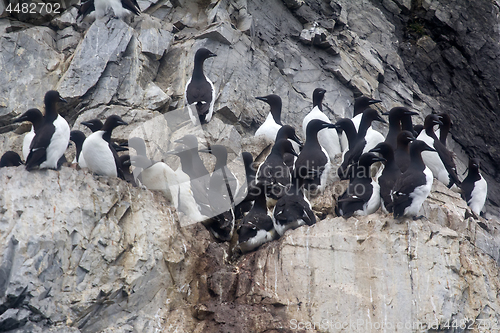 Image of Thick-billed murres were taken nesting place on ledge 3