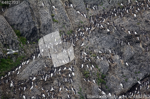 Image of Brunnich\'s guillemots sitting on nesting ledges