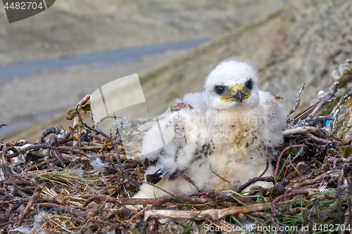 Image of White thick chick Rough-legged Buzzard sitting in nest as solid bourgeois