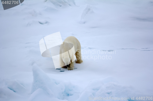 Image of polar bear near North pole. Hunting behavior