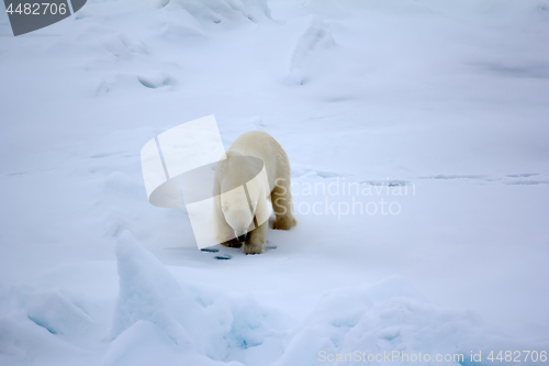 Image of polar bear near North pole. Hunting behavior