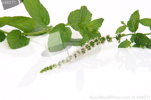 Image of spearmint flower