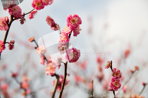 Image of close up of beautiful sakura tree blossoms