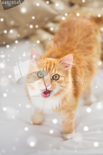 Image of red tabby cat mewing in bed at home over snow