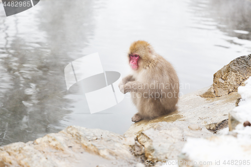 Image of japanese macaque or snow monkey in hot spring