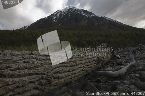 Image of Fresh log in mountain country