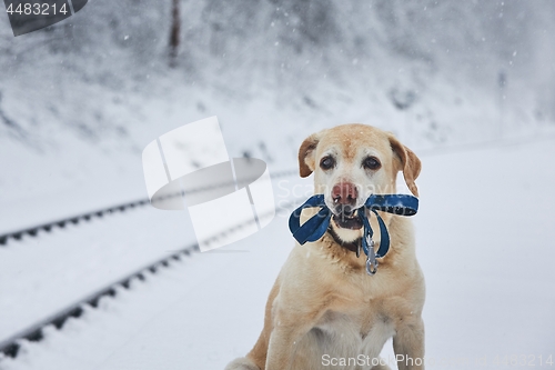 Image of Loaylty dog in winter