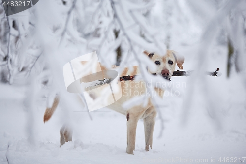 Image of Dog in snow covered forest