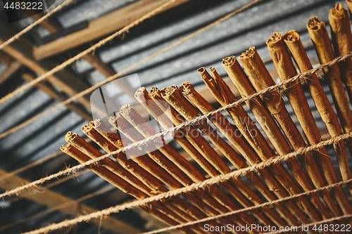 Image of Drying of the cinnamon sticks