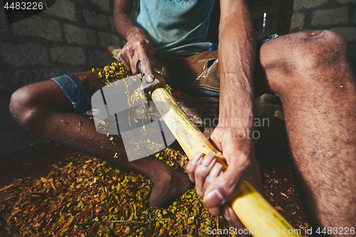 Image of Production of the cinnamon sticks