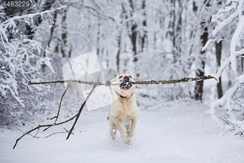 Image of Happy dog in winter