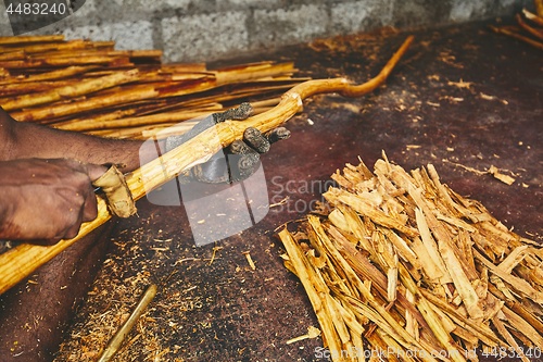 Image of Production of the cinnamon sticks