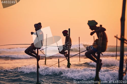 Image of Traditional stilt fishing in Sri Lanka