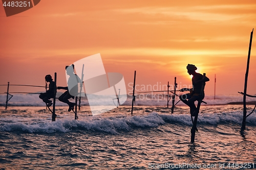 Image of Traditional stilt fishing in Sri Lanka