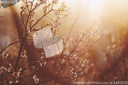 Image of Spring in nature