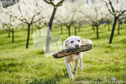 Image of Cheerful dog in spring nature