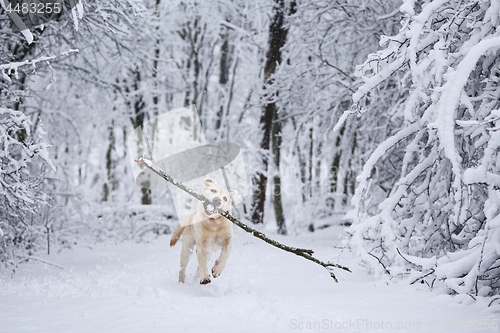 Image of Happy dog in winter