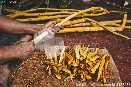 Image of Production of the cinnamon sticks