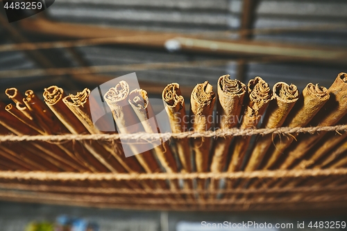 Image of Drying of the cinnamon sticks