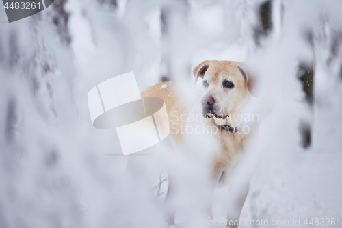 Image of Dog in snow covered forest