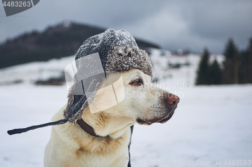 Image of Funny portrait of dog with winter cap