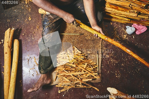 Image of Production of the cinnamon sticks