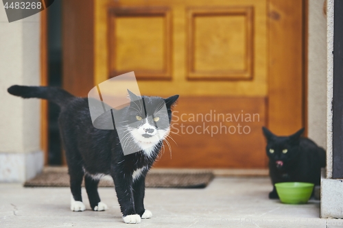 Image of Cats in front of door of house