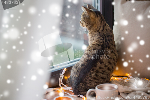 Image of tabby cat looking through window at home over snow