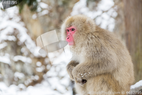 Image of japanese macaque or snow monkey at jigokudan park