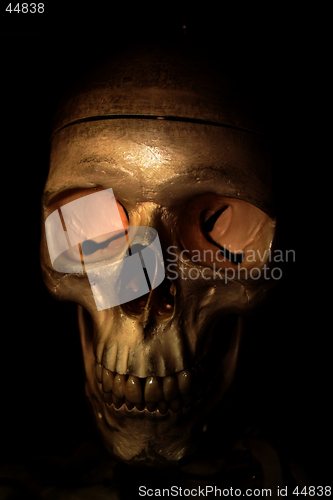 Image of Scary scull