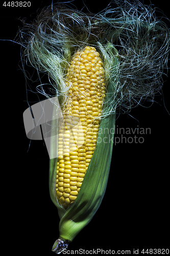 Image of Maize cob 